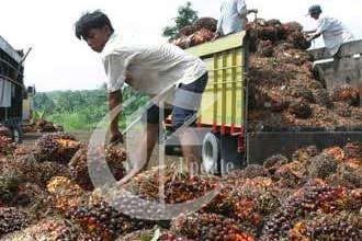 foto: Petani Crude Palm Oil (CPO)